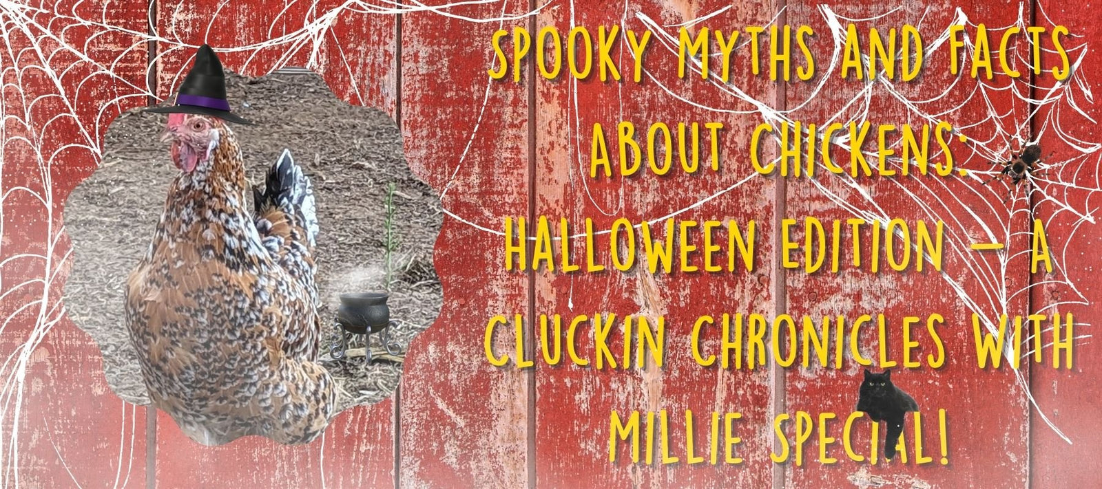 Spooky Myths and Facts About Chickens: Halloween Edition - A Cluckin Chronicles With Millie Special! - Cluck It All Farms