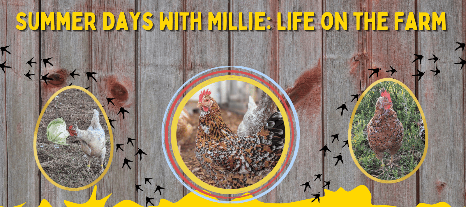 Summer Days with Millie: Life on the Farm - Cluck It All Farms