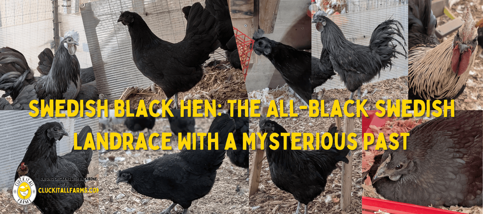 Swedish Black Hen: The All-Black Swedish Landrace With a Mysterious Past - Cluck It All Farms