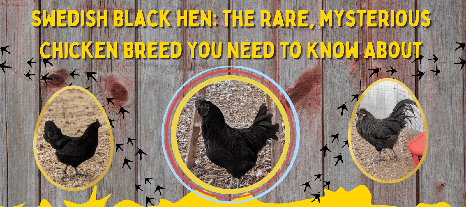 Swedish Black Hen: The Rare, Mysterious Chicken Breed You Need to Know About - Cluck It All Farms