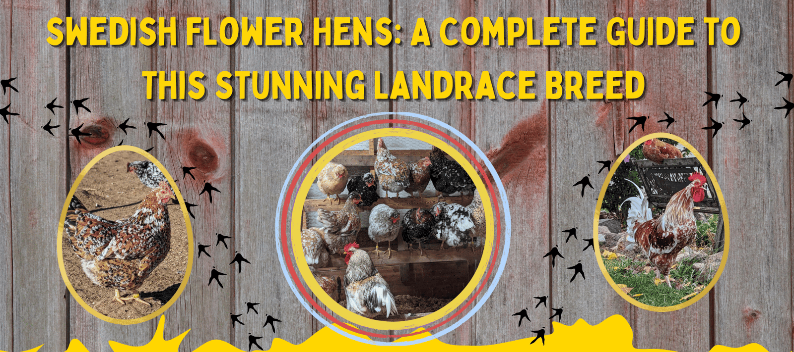 Swedish Flower Hens: A Complete Guide to This Stunning Landrace Breed - Cluck It All Farms