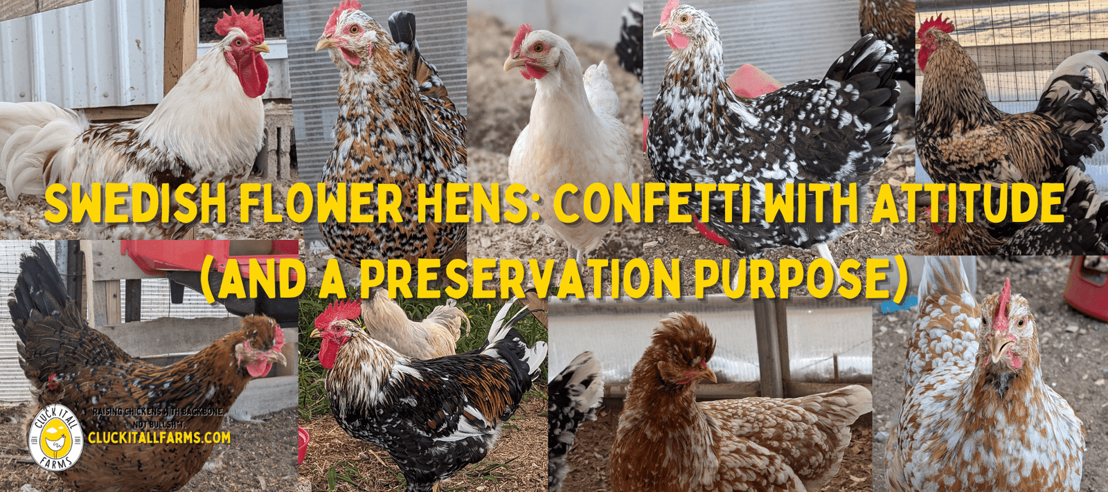 Swedish Flower Hens: Confetti With Attitude (and a Preservation Purpose) - Cluck It All Farms