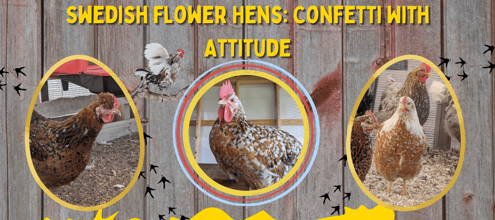 Swedish Flower Hens: Confetti With Attitude (and a Preservation Purpose) - Cluck It All Farms