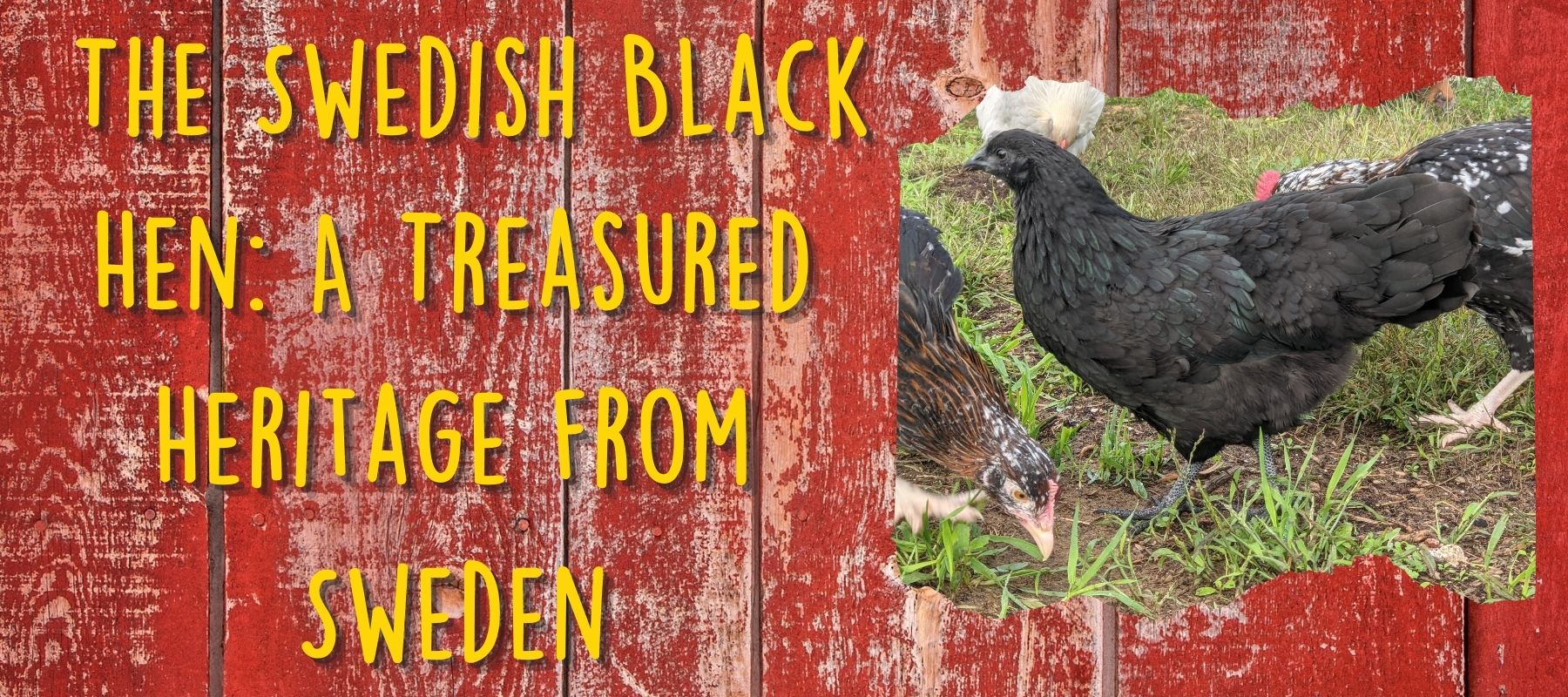  The Swedish Black Hen: A Treasured Heritage from Sweden