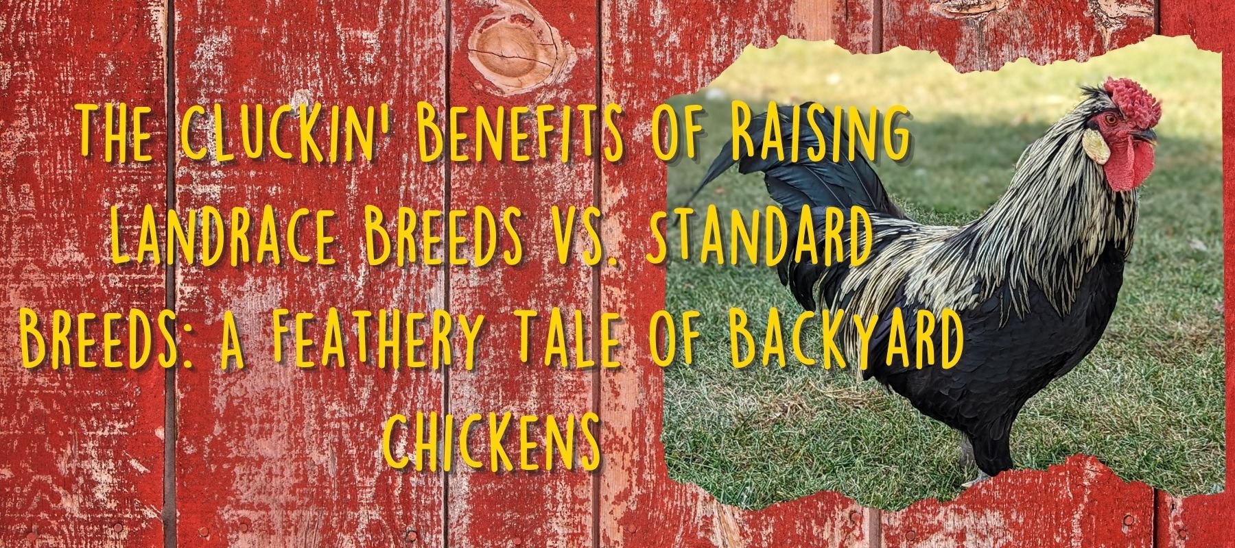 The Cluckin' Benefits of Raising Landrace Breeds vs. Standard Breeds: A Feathery Tale of Backyard Chickens - Cluck It All Farms