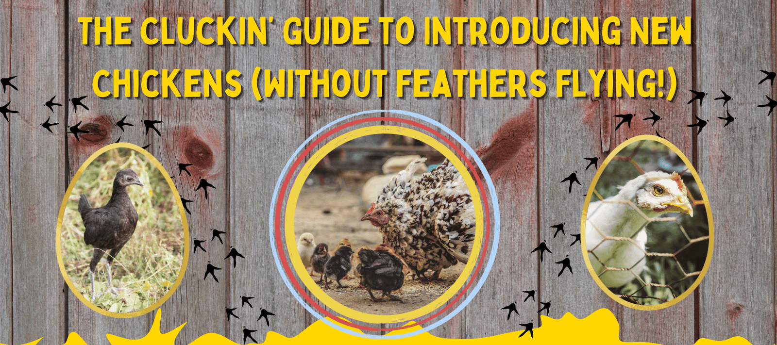 The Cluckin’ Guide to Introducing New Chickens (Without Feathers Flying!) - Cluck It All Farms