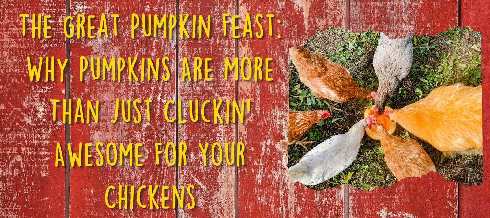 The Great Pumpkin Feast: Why Pumpkins Are More Than Just Cluckin' Awesome for Your Chickens - Cluck It All Farms