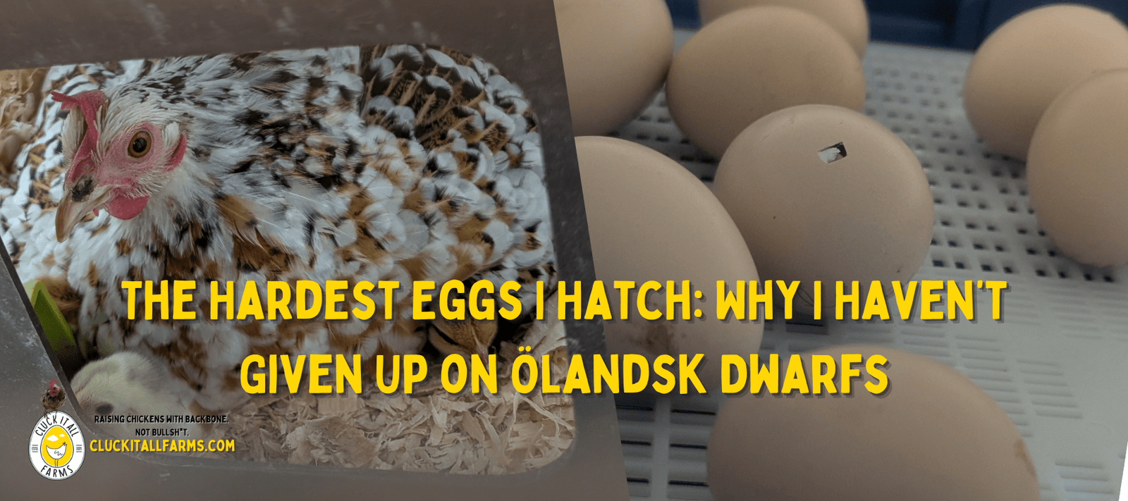 The Hardest Eggs I Hatch: Why I Haven’t Given Up on Ölandsk Dwarfs - Cluck It All Farms