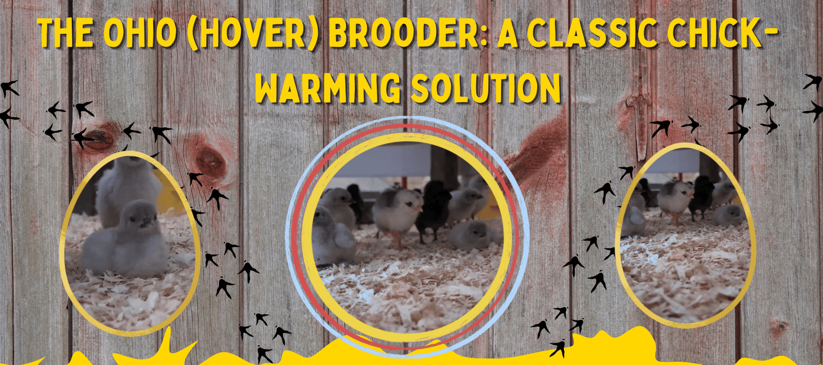 The Ohio (Hover) Brooder: A Classic Chick-Warming Solution - Cluck It All Farms