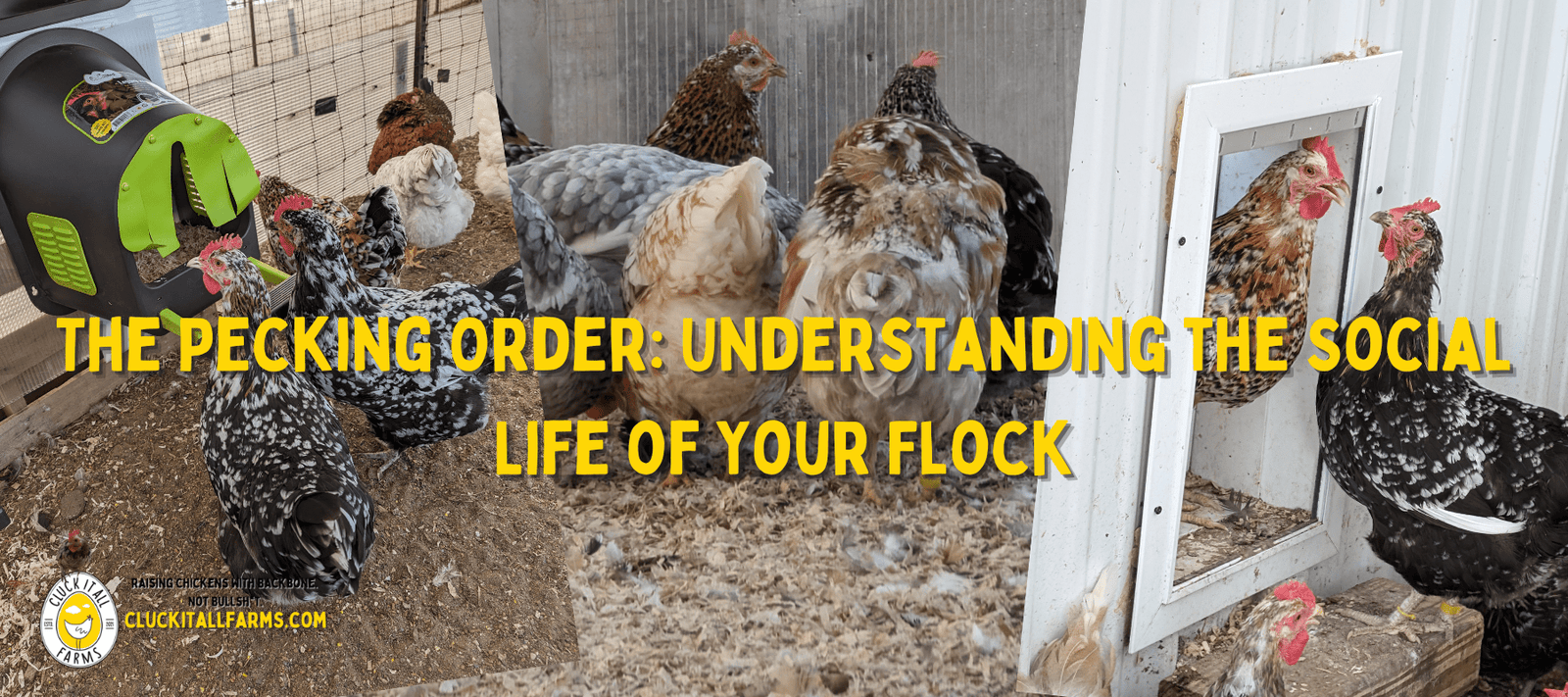 The Pecking Order: Understanding the Social Life of Your Flock - Cluck It All Farms