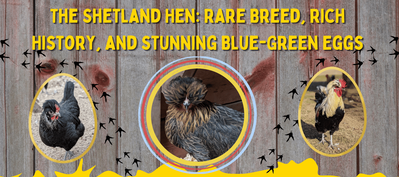 The Shetland Hen: Rare Breed, Rich History, and Stunning Blue-Green Eggs - Cluck It All Farms