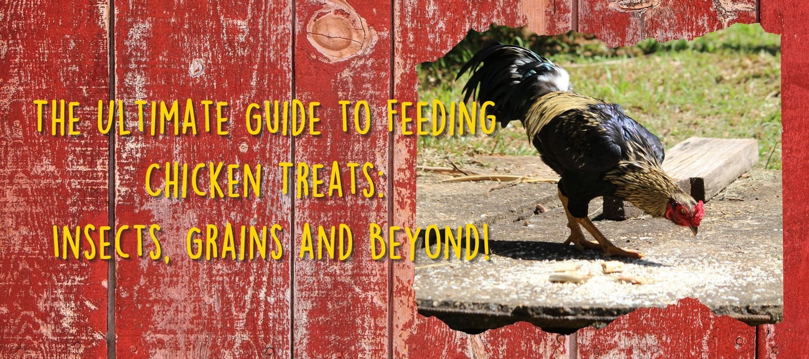 The Ultimate Guide to Feeding Chicken Treats: Insects, Grains and Beyond! - Cluck It All Farms