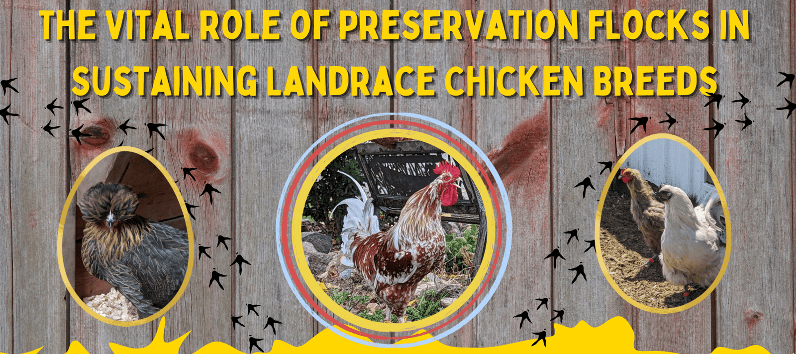 The Vital Role of Preservation Flocks in Sustaining Landrace Chicken Breeds - Cluck It All Farms