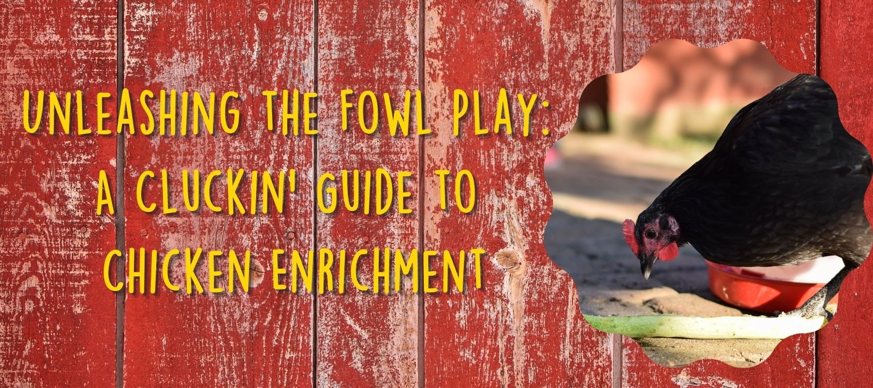 Unleashing the Fowl Play: A Cluckin' Guide to Chicken Enrichment - Cluck It All Farms