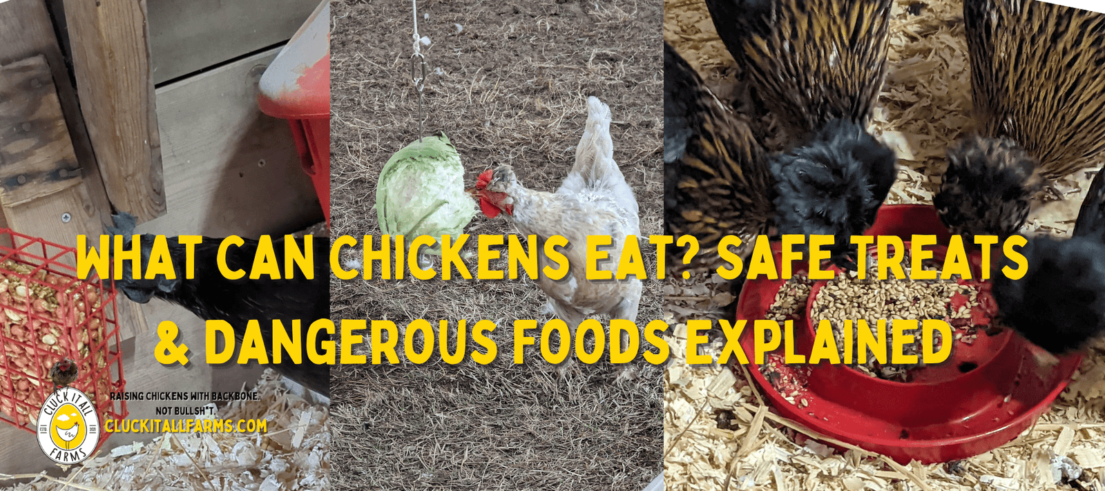 What Can Chickens Eat? Safe Treats & Dangerous Foods Explained - Cluck It All Farms