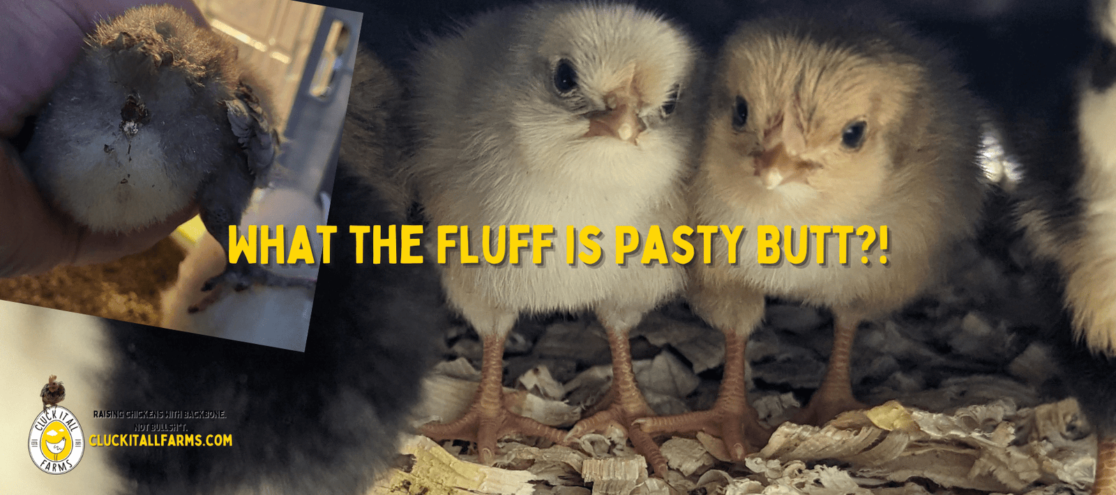 What the Fluff is Pasty Butt?! - Cluck It All Farms