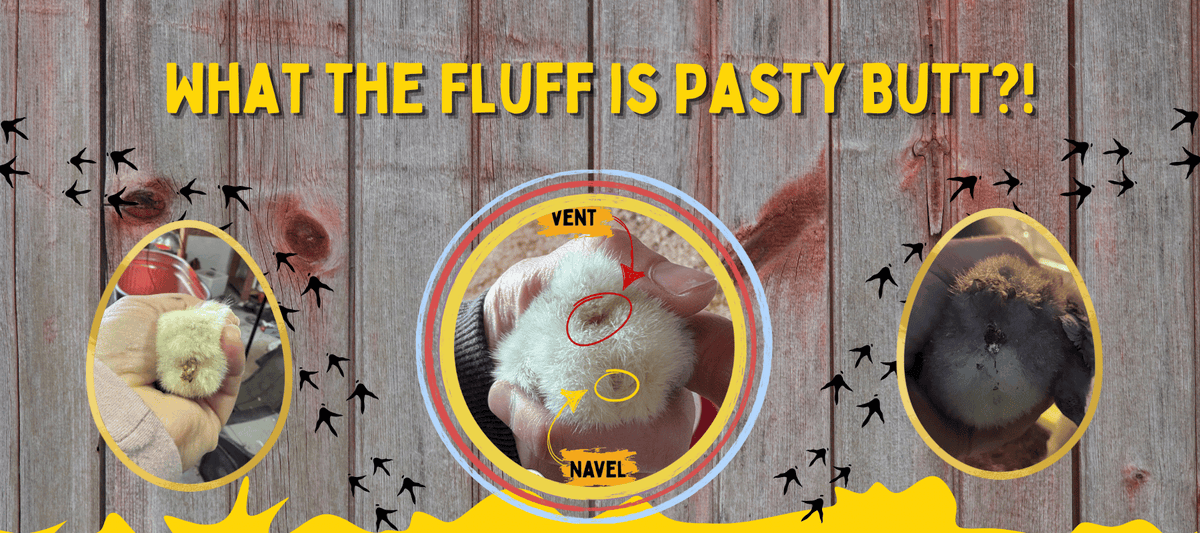 What the Fluff is Pasty Butt?! - Cluck It All Farms
