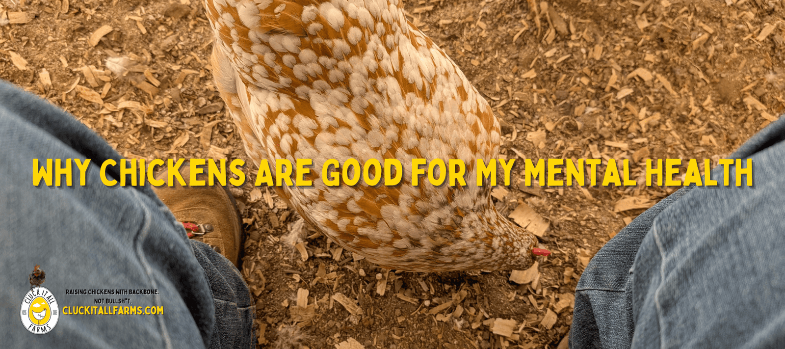 Why Chickens Are Good for My Mental Health - Cluck It All Farms