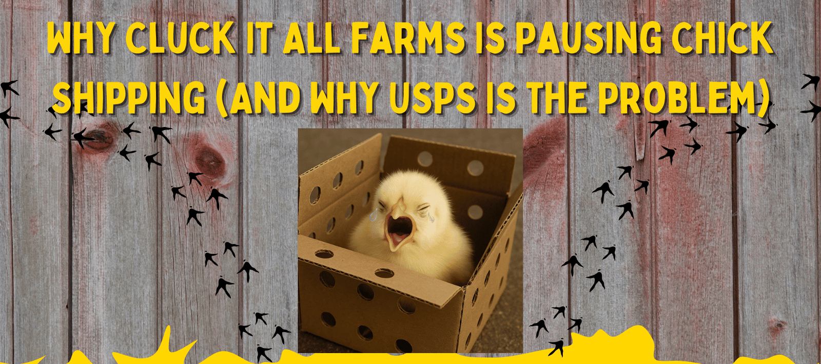 Why Cluck It All Farms Is Pausing Chick Shipping (And Why USPS Is the Problem) - Cluck It All Farms