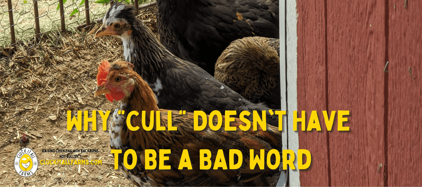 Why Cull Doesn't Have to Be a Bad Word - Cluck It All Farms