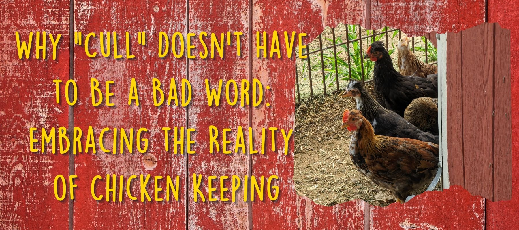Why Cull Doesn't Have to Be a Bad Word: Embracing the Reality of Chicken Keeping - Cluck It All Farms