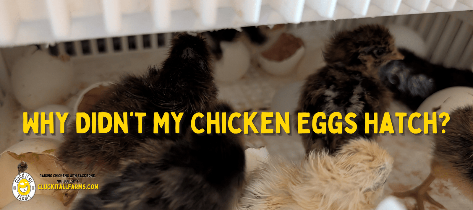 Why Didn’t My Chicken Eggs Hatch? - Cluck It All Farms