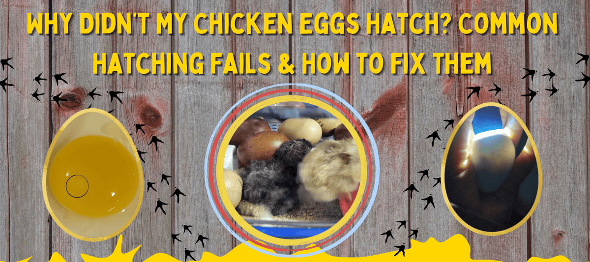 Why Didn’t My Chicken Eggs Hatch? Common Hatching Fails & How to Fix Them - Cluck It All Farms