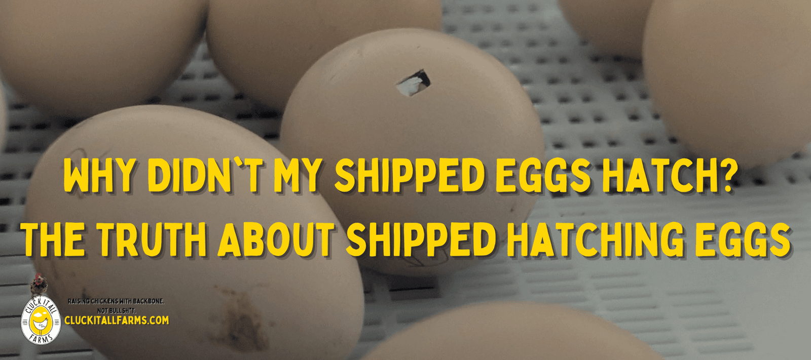 Why Didn't My Shipped Eggs Hatch? The Truth About Shipped Hatching Eggs - Cluck It All Farms
