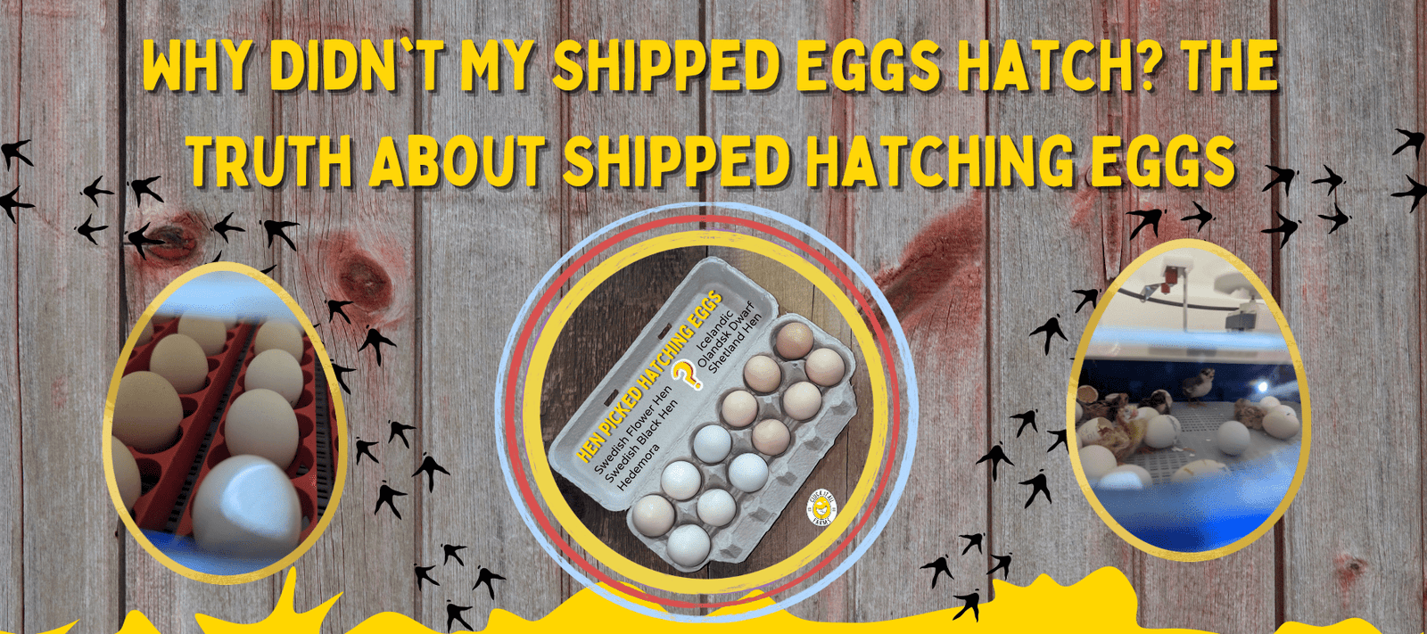 Why Didn't My Shipped Eggs Hatch? The Truth About Shipped Hatching Eggs - Cluck It All Farms