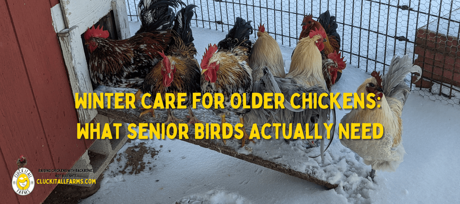 Winter Care for Older Chickens: What Senior Birds Actually Need - Cluck It All Farms
