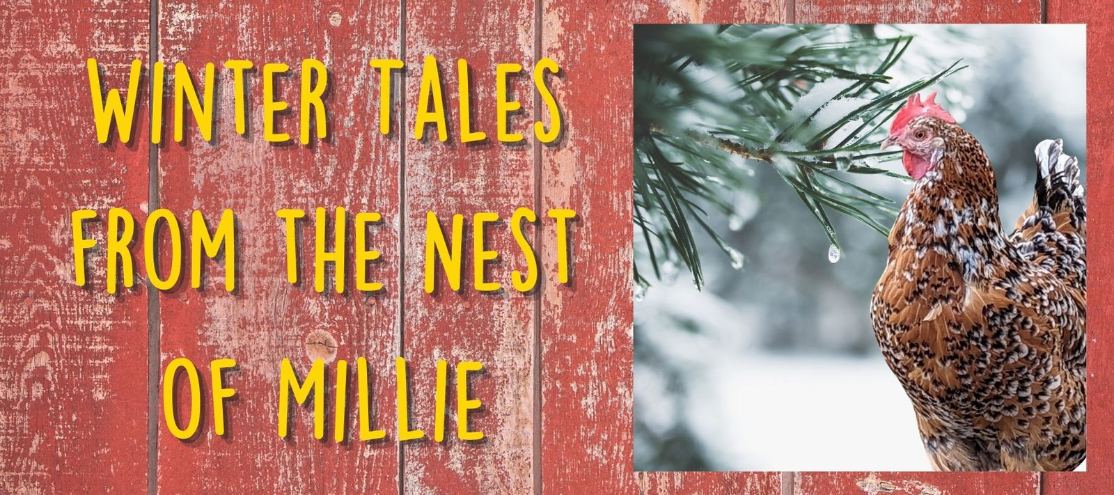 Winter Tales from the Nest of Millie - Cluck It All Farms