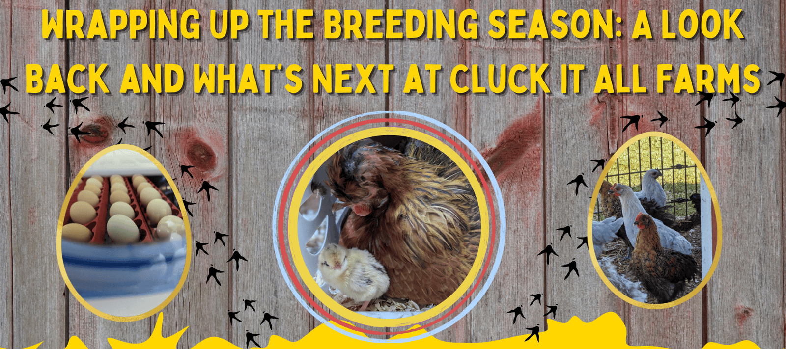 Wrapping Up the Breeding Season: A Look Back and What’s Next at Cluck It All Farms - Cluck It All Farms