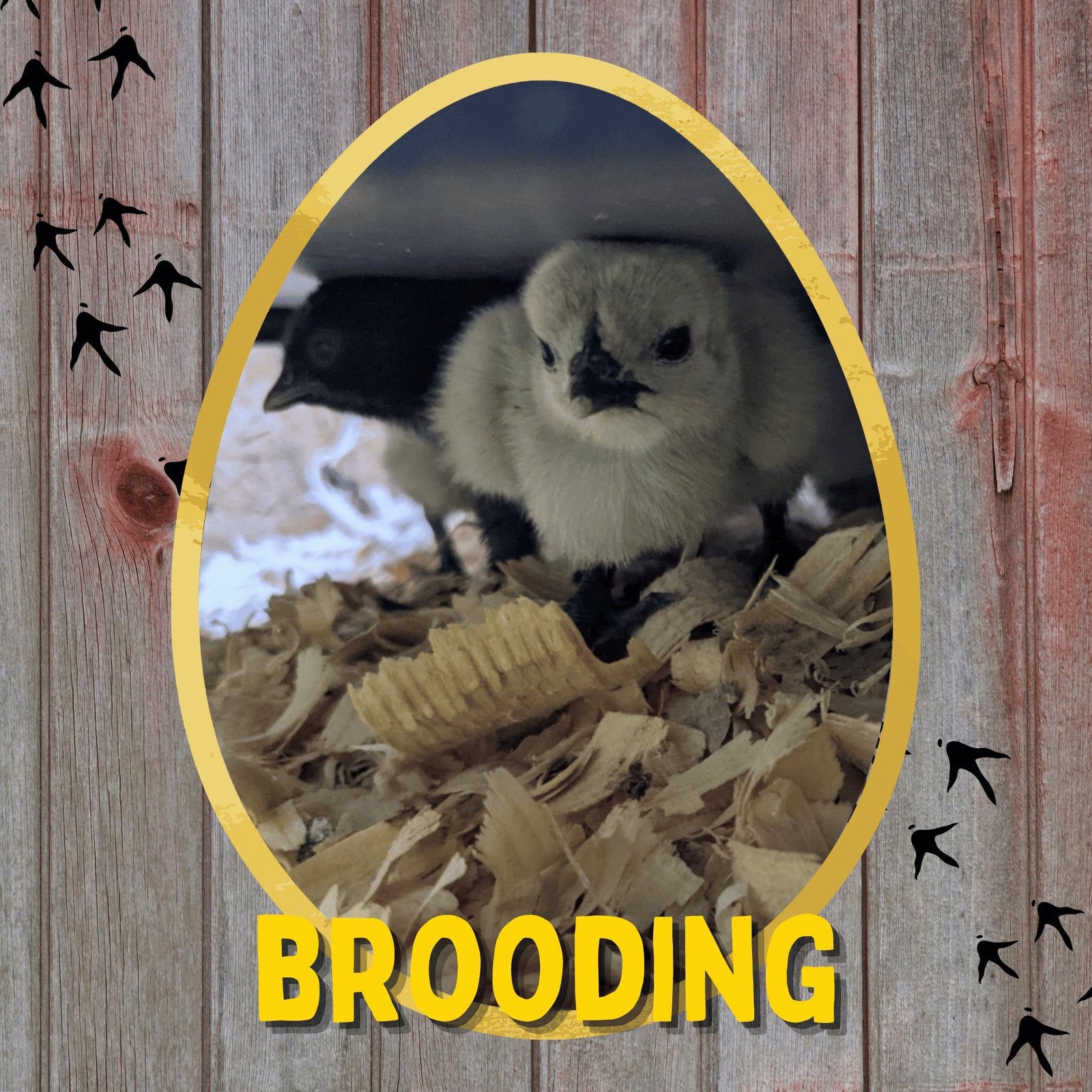 Brooding - Cluck It All Farms