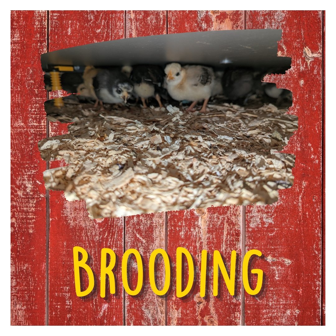 Brooding - Cluck It All Farms