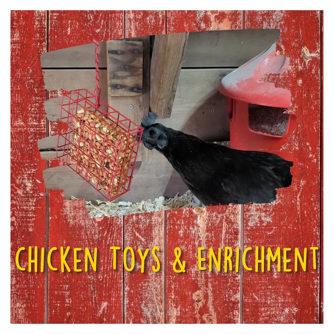 Chicken Toys and Enrichment - Cluck It All Farms