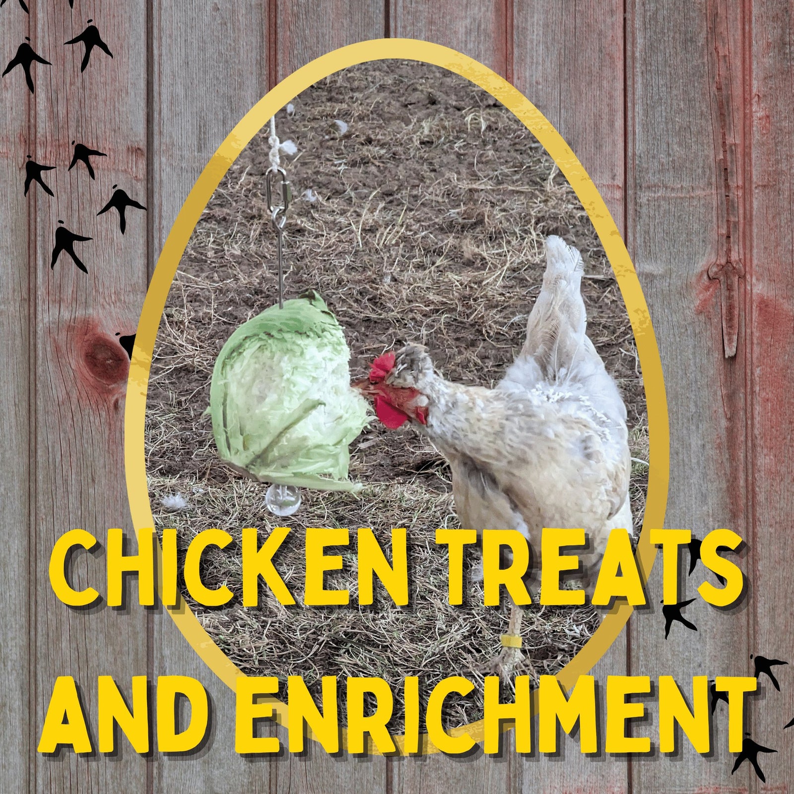 Chicken Treats & Enrichment at Cluck It All Farms