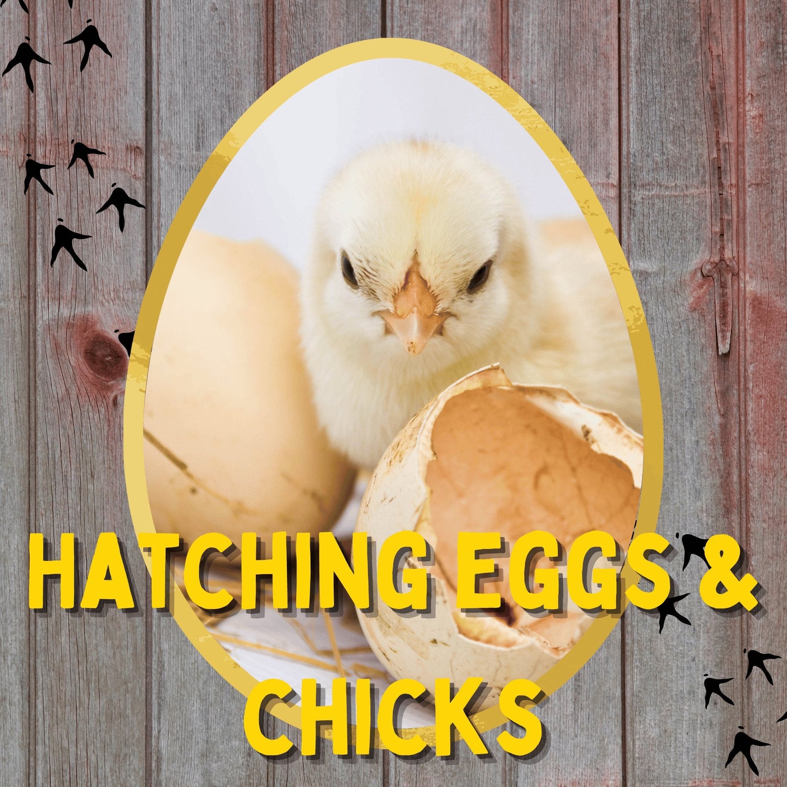 Hatching Eggs & Chicks - Cluck It All Farms