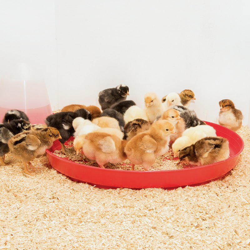16" Chick Tray - Cluck It All Farms