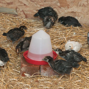1.6 Quart Classic Chick Waterer - Cluck It All Farms