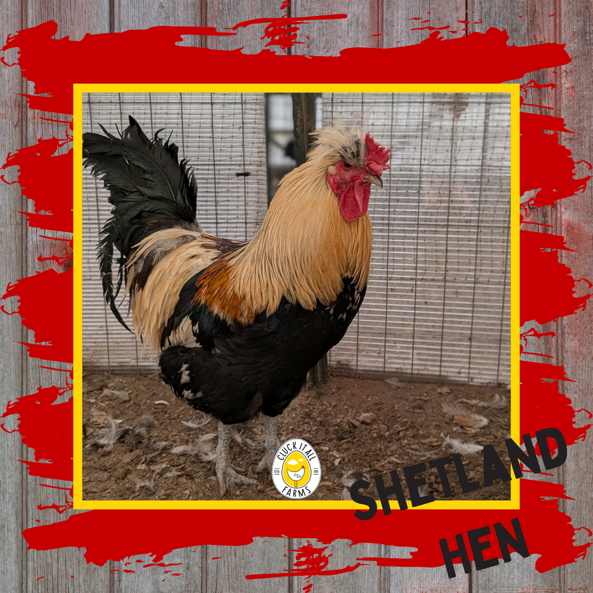 Shetland Hen Rooster