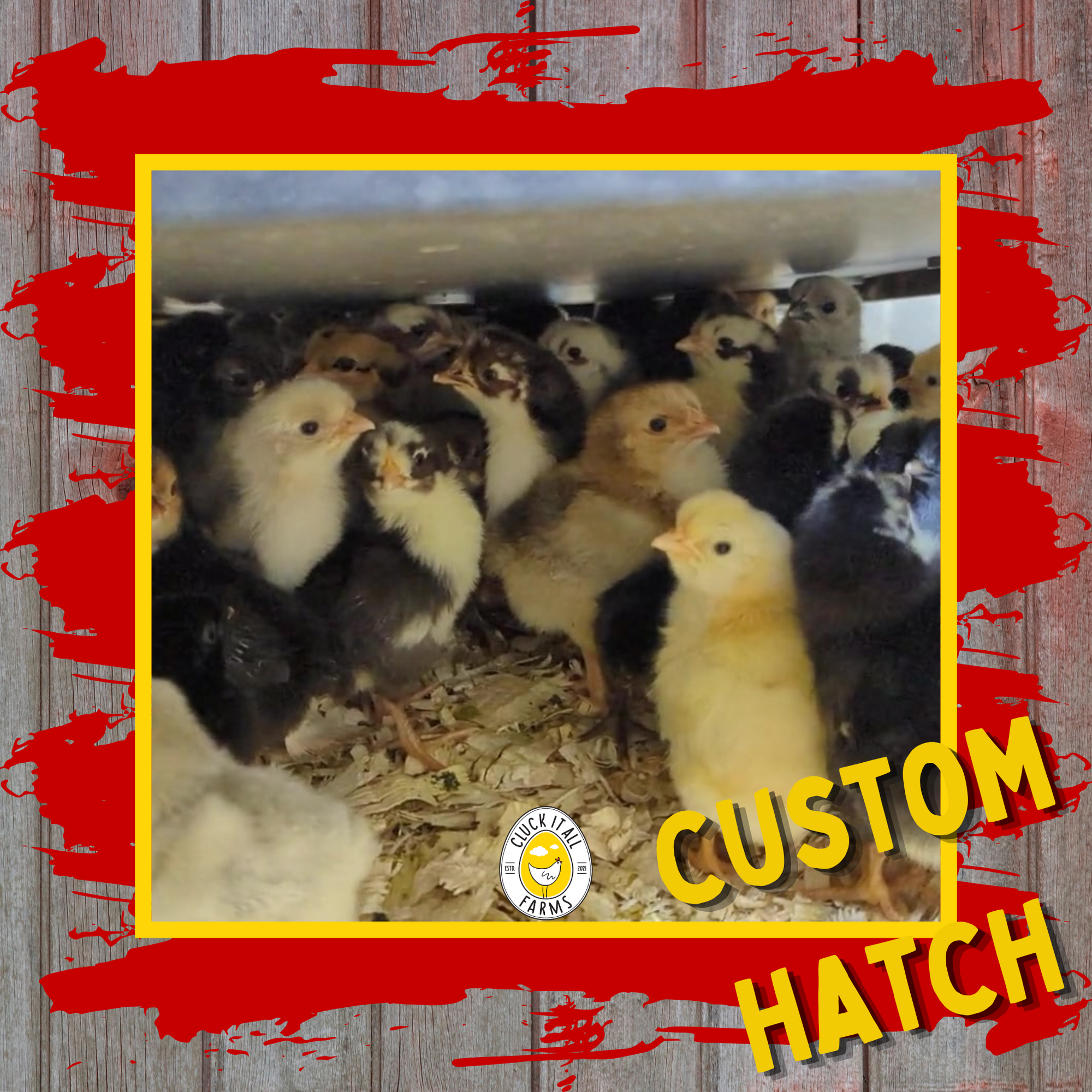 Custom Chick Hatch – Local Pickup Only (Landrace Breeds)