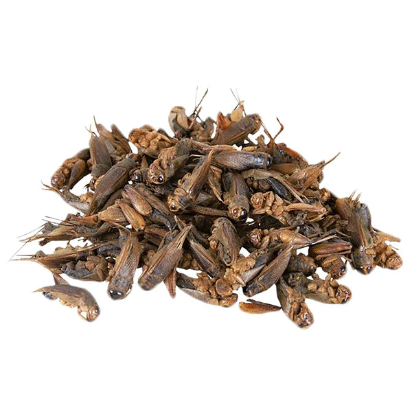 Dried Cricket Treats for Cluckin&#39; Chickens