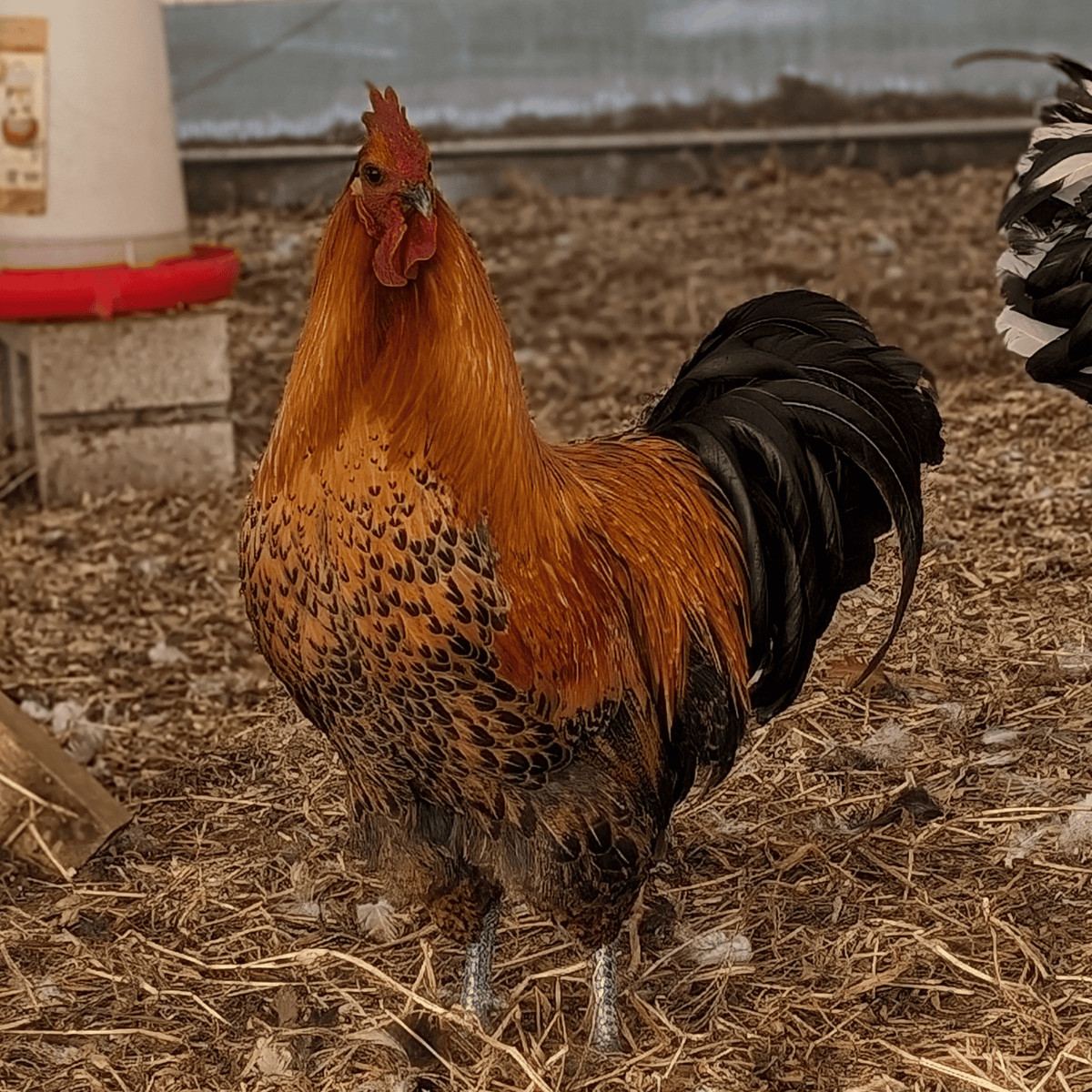 Hedemora Cock