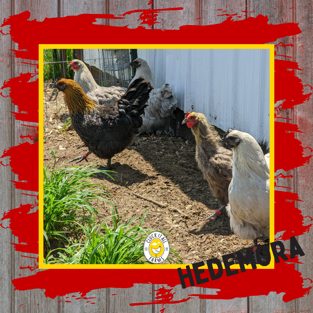 Hedemora Hens