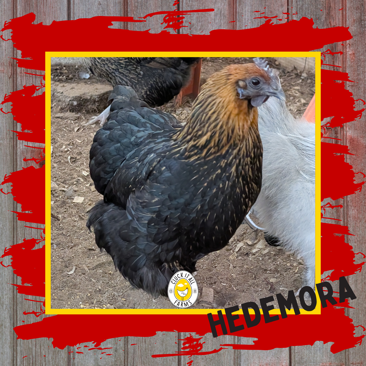 Day Old Hedemora Chicks