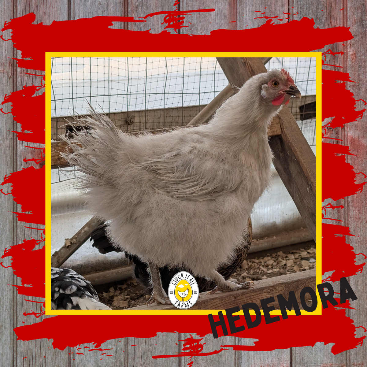 Day Old Hedemora Chicks