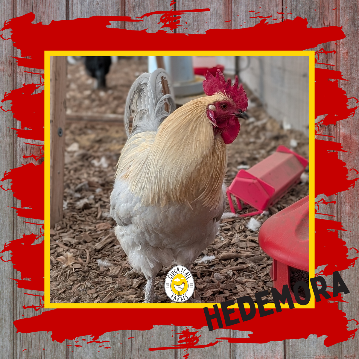 Hedemora Rooster