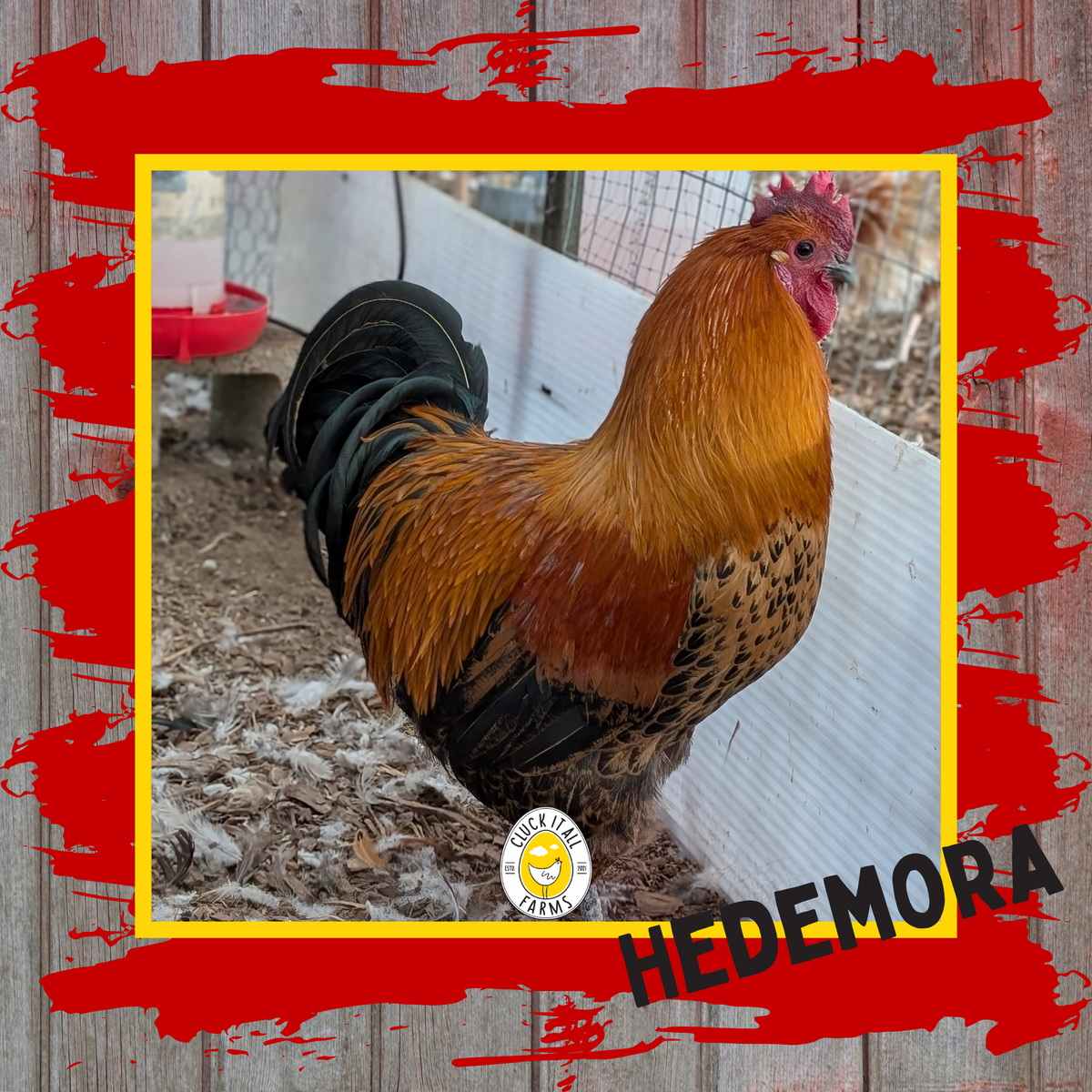 Day Old Hedemora Chicks