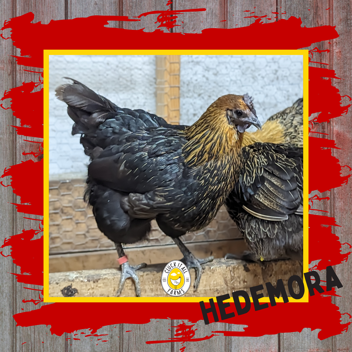 Hedemora Hen