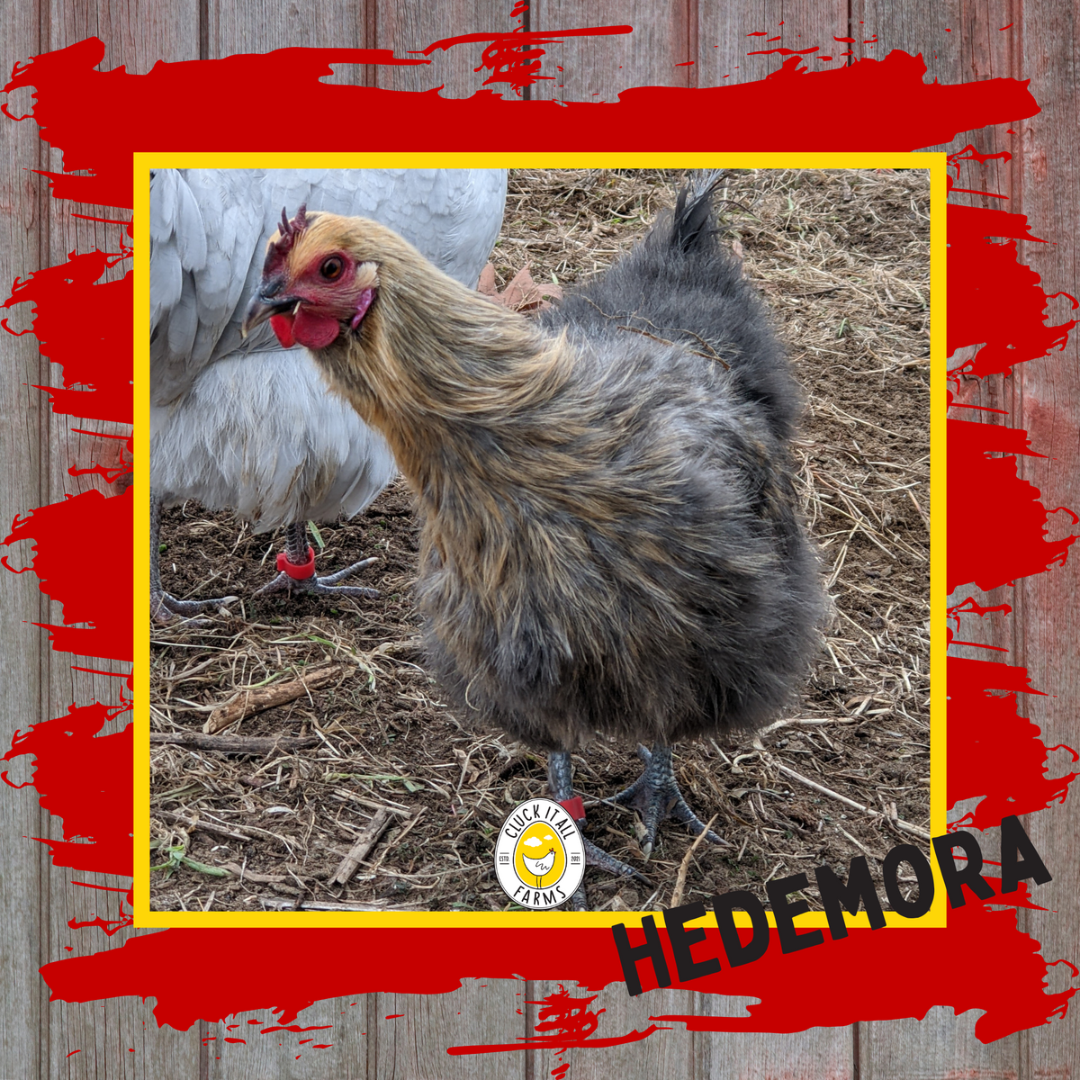 Day Old Hedemora Chicks